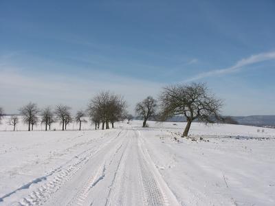 Trees in the winter