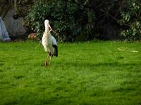 Stork looking for brushwood